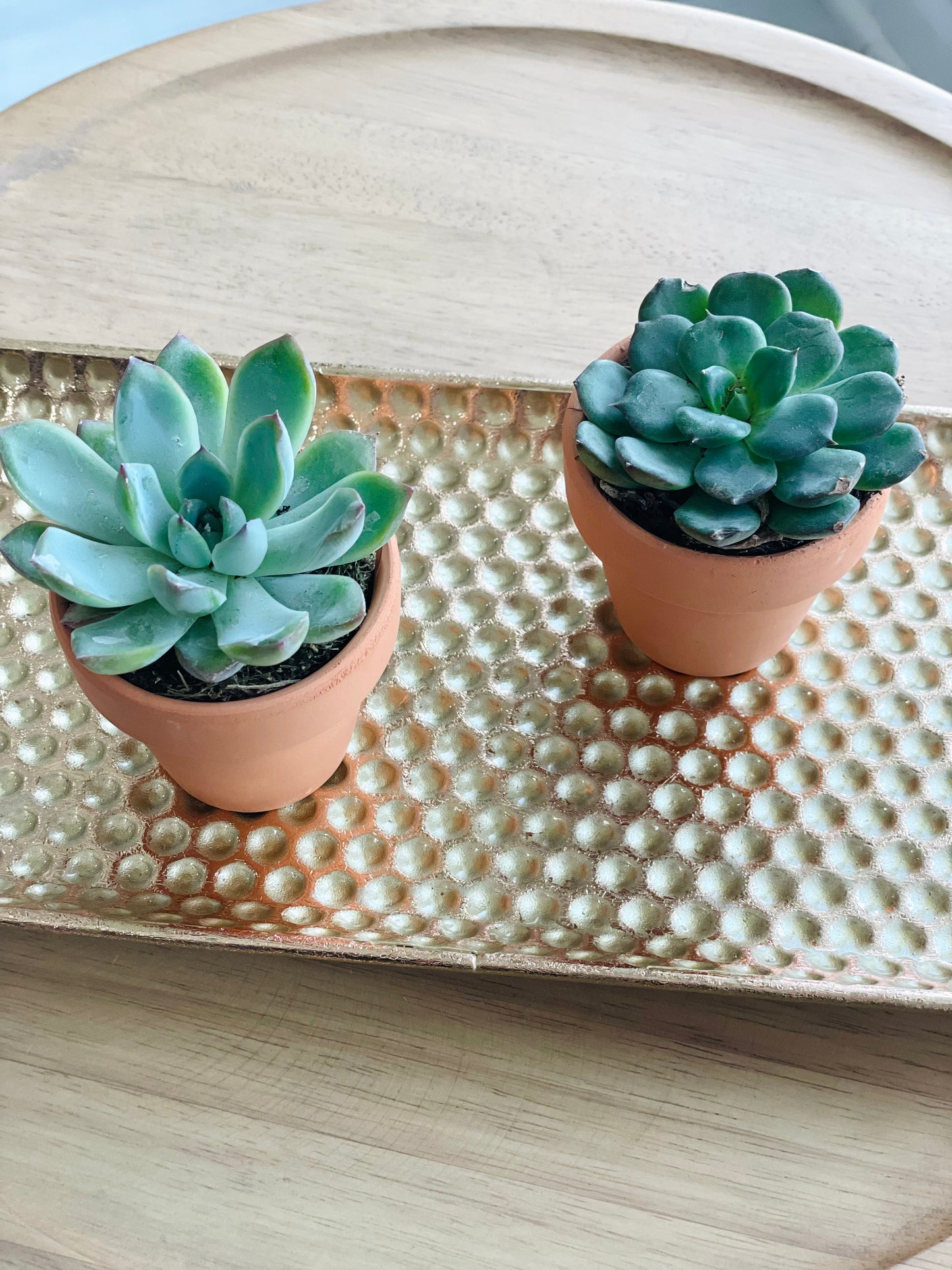 Live Succulent Plants